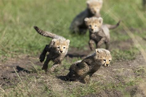 Cheetah Cubs Playing Stock Image C0405638 Science Photo Library