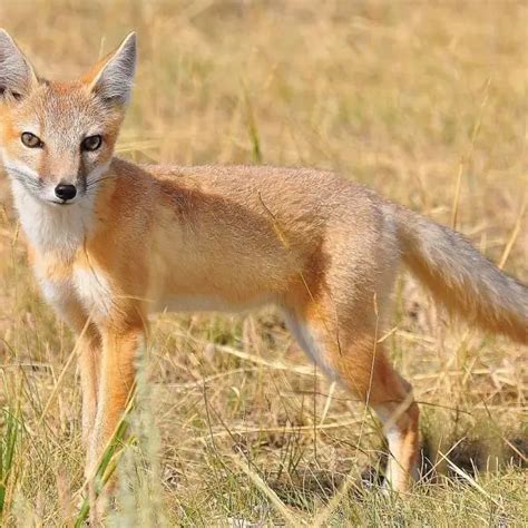 Swift Fox Facts Diet Habitat And Pictures On Animaliabio