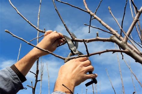 How To Prune The Enterprise Link Tree