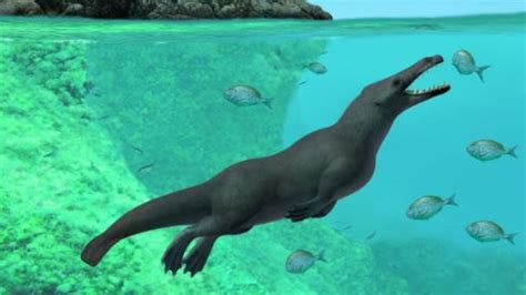 Ancient Four Legged Whale Walked On Land Swam In Sea Kidsnews