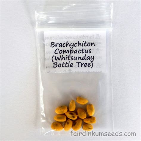 Brachychiton Compactus Whitsunday Bottle Tree Seeds Fair Dinkum Seeds