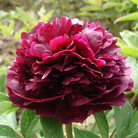 Great savings & free delivery / collection on many items. Peony Plants: Amazon.co.uk