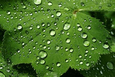 Leaf Rain Dew Drop Water Drops Rain Drops Flora Green Raindrop