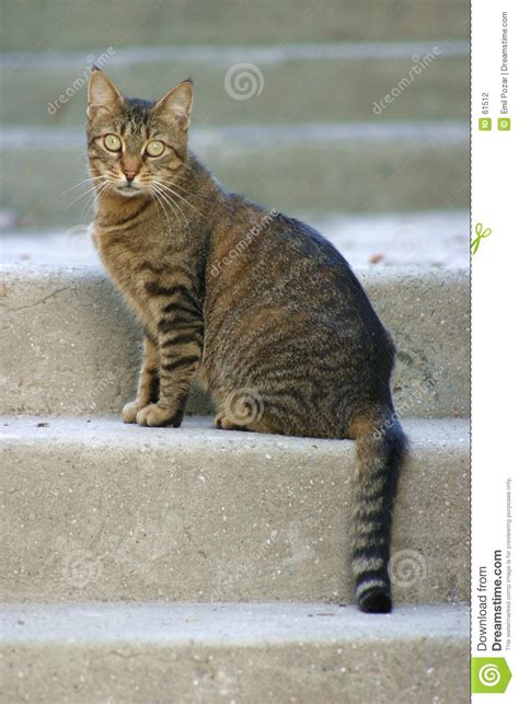Car wolf cute lion dogs tiger horse dog barking cat meow cow. Cat On Stairs Stock Photography - Image: 61512
