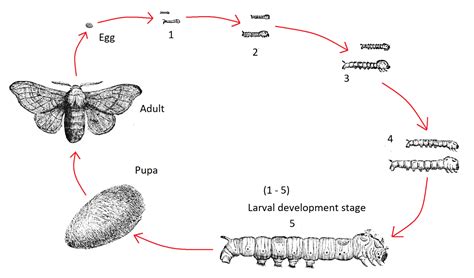 Explain The Life Cycle Of Silk Moths