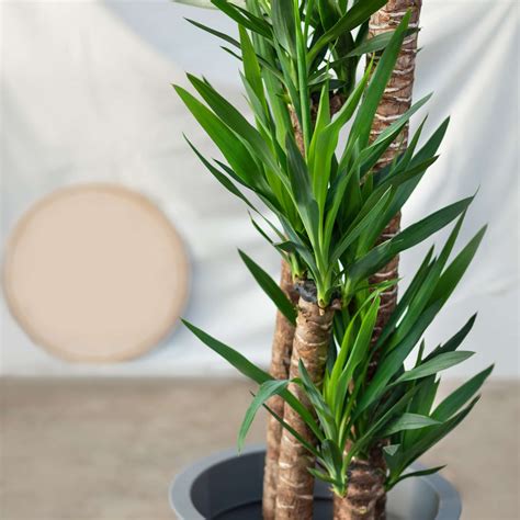 Yucca Plant Adams Needle Care And Growing Guide