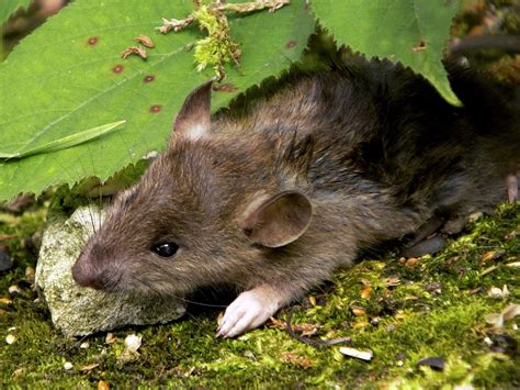 Brown Rat Photograph By Ian Gowland