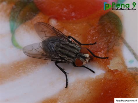 Status Hukum Makanan Yang Dihinggapi Lalat Pena
