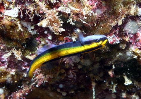 Neon Goby Gold Elacatinus Figaro Marine World Aquatics