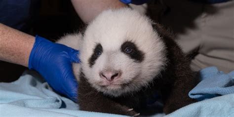 The National Zoo Needs Help Naming Their 12 Week Old Giant Panda Cub