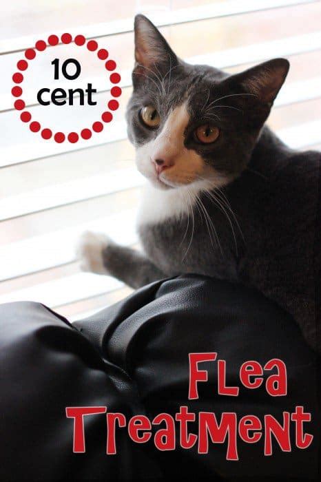 Natural Way To Get Rid Of Fleas On Cats Sweet T Makes Three