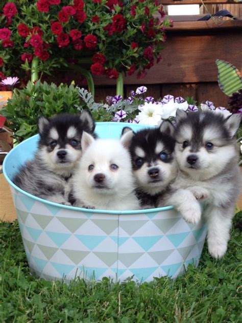 Places to find teacup pomsky puppies for sale and adoption. Quality Teacup Pomsky Puppies for Sale - Pets Rehoming, Long Beach, CA