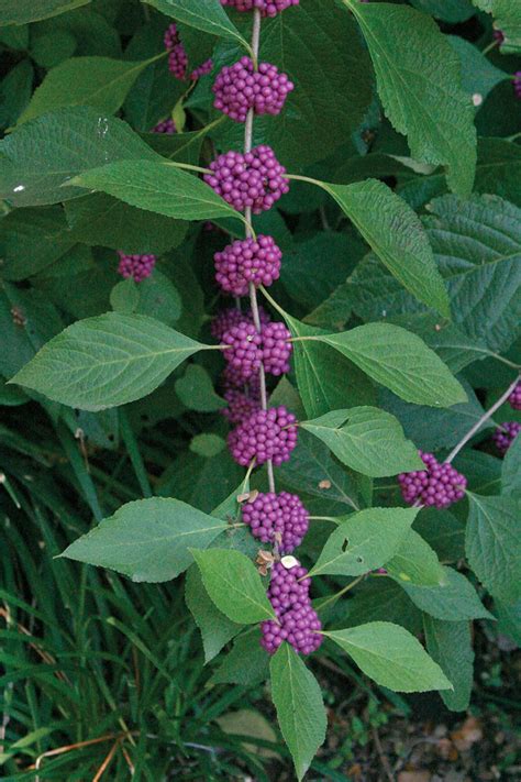 We did not find results for: Plants for a Rain Garden - FineGardening