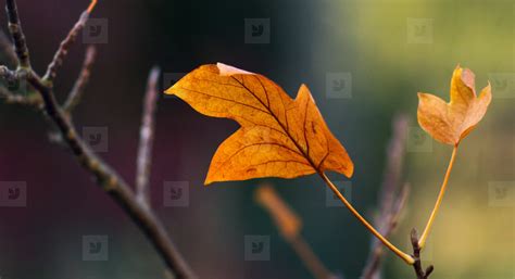 Tulip Leaf Stock Photo 38123 Youworkforthem