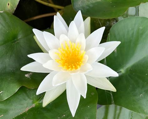 Alba Water Lily Nymphaea Alba Plants For Ponds