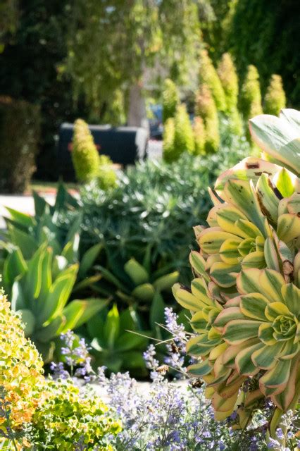 Midcentury Rustic Éclectique Jardin Santa Barbara Par Sweet Smiling Landscapes Houzz