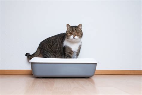 How Do Cats Automatically Know How To Use A Litter Box Readers Digest