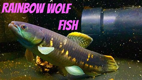Freshwater Wolf Fish Species