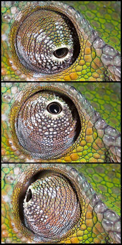 Panther Chameleon Eye Stock Image C0216017 Science Photo Library