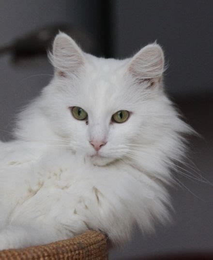 White Norwegian Forest Cat Norwegian Forest Cat Cats Cat Ages