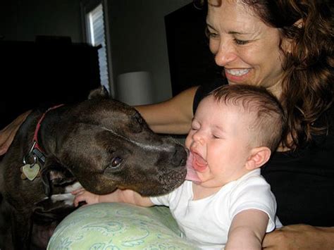 Stubbydog Stories Pit Bulls And Kids Nicole Dorsey Straff Cute