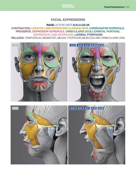 Anatomy Of Facial Expression Pdf E Book English Anatomy For