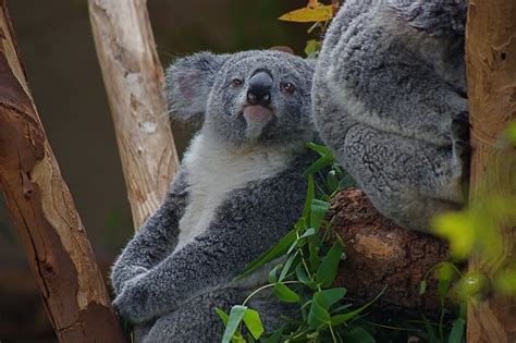 Koala Animal Facts Diet Lifestyle Conservation And More