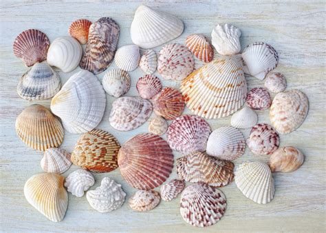 Curious Collectors Of Clam Shells Identification And Interesting Facts