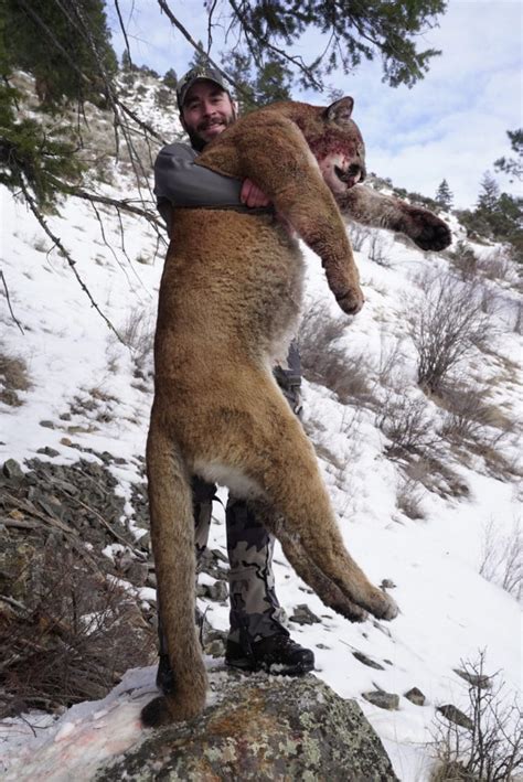 Idaho Mountain Lion Hunt 10057