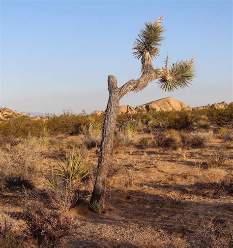 A Guide To Joshua Tree National Park In Twentynine Palms California
