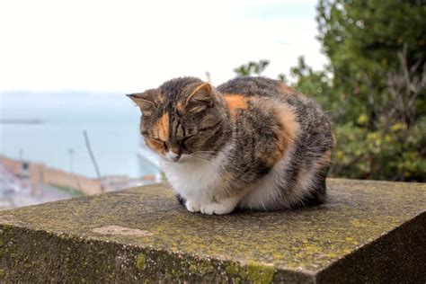 Why Do Cats Loaf Types Meanings And Faqs With Pictures