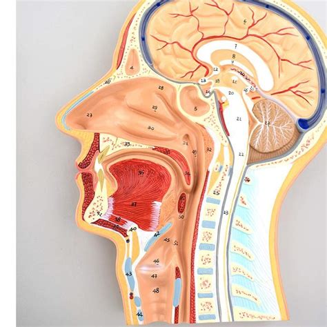 Buy Study Model Human Brain Anatomy Model Medicine Head Median Section