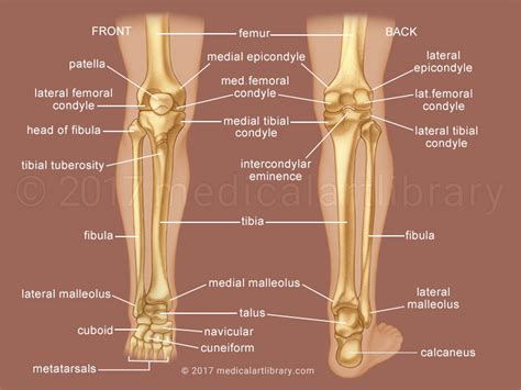 The foot consist of various (3) skeleton provides numerous points for the attachment of muscles of the body. Leg Bones - Medical Art Library
