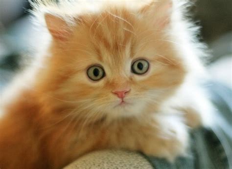 Sweet Little Fluffy Ginger Kitten Looks Like Gonzo When He