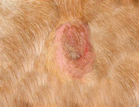 4 Stages Of Wound Healing In Dogs With Pictures And Signs Of Healing