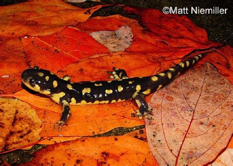 Fun Facts About Tiger Salamanders