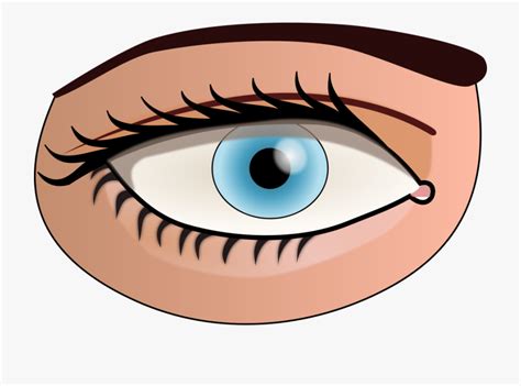 Eyeball Clipart Sight Eyeball Sight Transparent Free For Download On