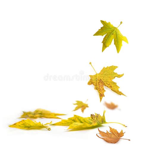 Leaf Falling From Tree Stock Photo Image Of Eaves Autumn 11878880