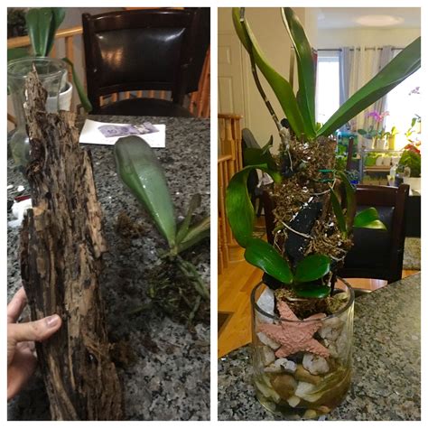 Orchids Mounted To Bark April 12 2018 Orchids Plants