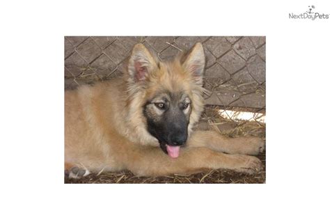 Shiloh Shepherd Puppy For Sale Near Medford Ashland Oregon 57c39da9 F5c1