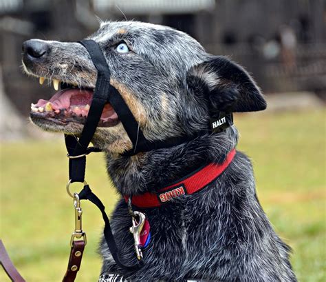 The Dog Geek Product Review Halti Head Collar