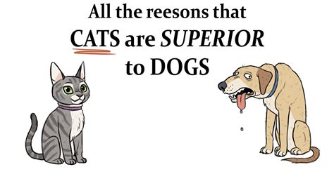 Why Dogs Are Better Than Cats Statistics Cat Meme Stock Pictures And