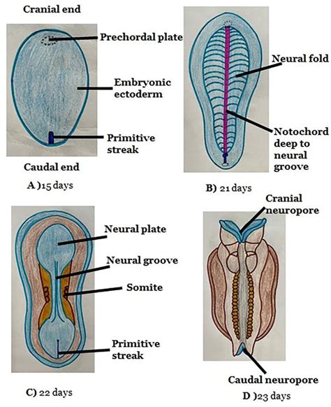 Neurulation And The Possible Etiologies Of Neural Tube Defect Intechopen