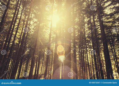 Forest Sunlight Stock Image Image Of Sunlight Light 45873267