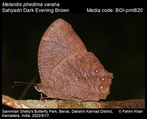 Melanitis Phedima Cramer 1780 Dark Evening Brown Butterfly