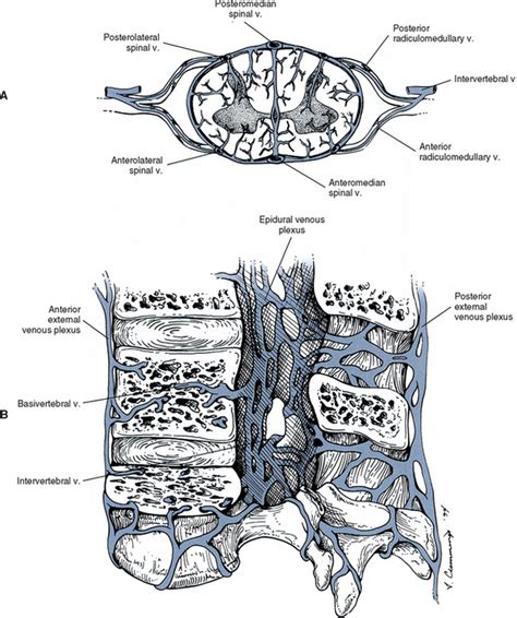 General Anatomy Of The Spinal Cord Basicmedical Key