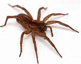 Images of Wood Spider