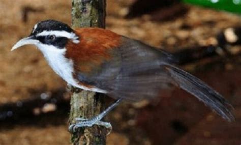Nah, dari pada anda pusing, sekarang sudah tersedia rekaman audio. Suara Burung Flamboyan Betina - Burung Flamboyan Jantan ...