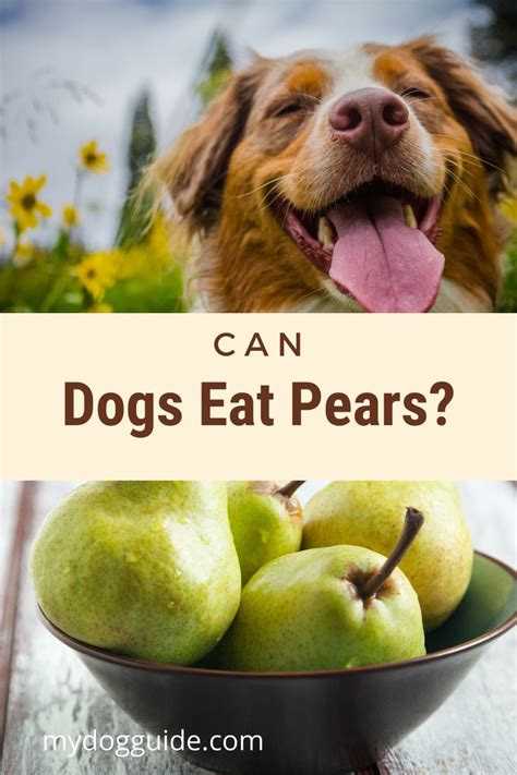 Maybe you would like to learn more about one of these? Can Dogs Eat Pears? Health Benefits & Side Effects in 2020 ...