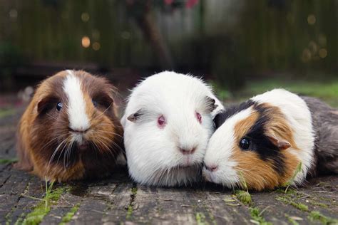 What To Know Before Getting A Pet Guinea Pig